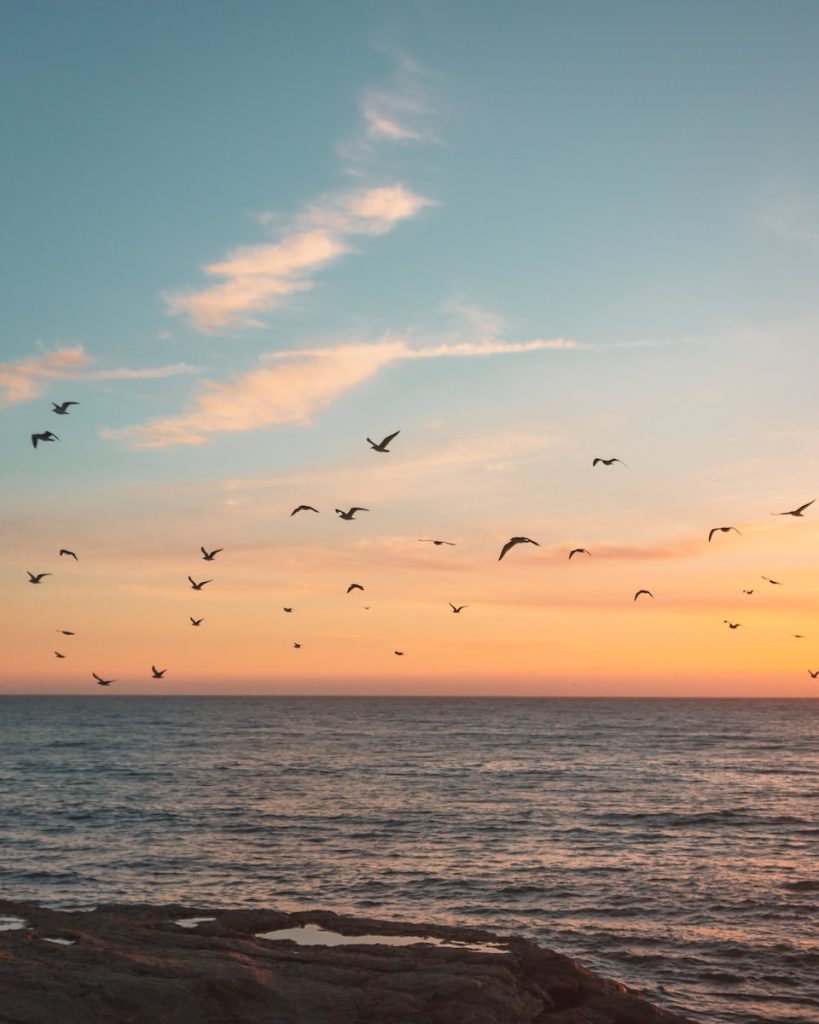 flock of birds flying over the sea